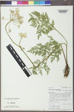 Conioselinum scopulorum image