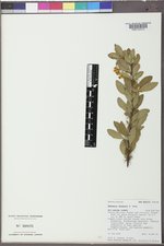 Berberis fendleri image