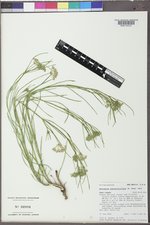 Asclepias subverticillata image