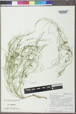 Asclepias macrosperma image