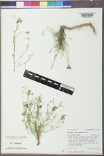 Asclepias macrosperma image