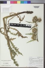 Cirsium parryi image