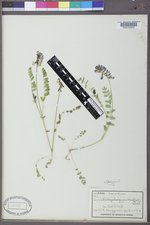 Astragalus alpinus image