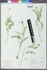 Astragalus alpinus image