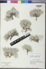 Astragalus aretioides image