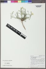 Xanthisma spinulosum image