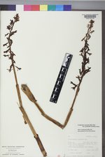 Corallorhiza maculata var. occidentalis image