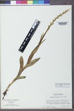 Platanthera dilatata var. dilatata image
