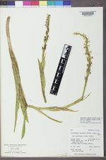 Platanthera dilatata image