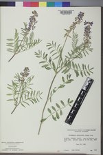 Astragalus bisulcatus image