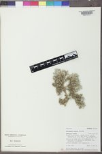 Astragalus barrii image