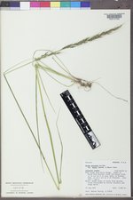 Achnatherum nelsonii subsp. dorei image