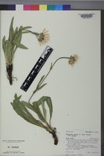 Pyrrocoma crocea image