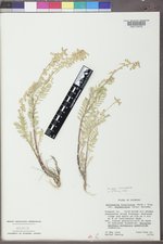 Astragalus bisulcatus var. major image