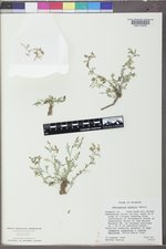 Astragalus bodinii image