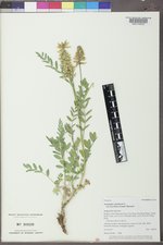 Astragalus canadensis var. brevidens image