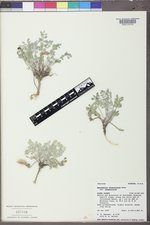 Astragalus chamaeleuce var. chamaeleuce image