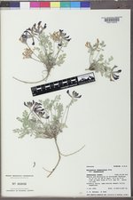 Astragalus chamaeleuce image