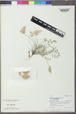 Astragalus chamaeleuce var. chamaeleuce image