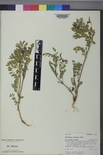 Astragalus cibarius image
