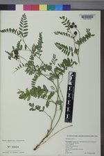 Astragalus cicer image