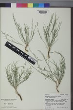 Astragalus convallarius image