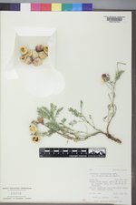 Astragalus crassicarpus var. paysonii image