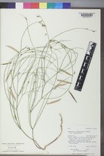 Astragalus convallarius image