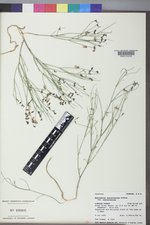Astragalus convallarius var. convallarius image