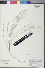 Astragalus convallarius var. convallarius image