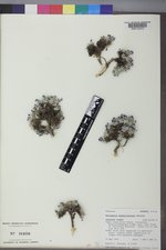 Astragalus drabelliformis image