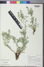 Astragalus crassicarpus var. paysonii image