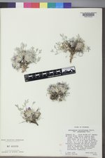 Astragalus gilviflorus var. purpureus image