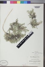 Astragalus kentrophyta var. jessiae image