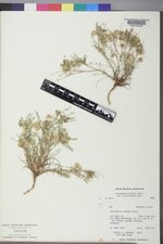 Astragalus jejunus var. articulatus image