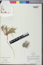 Astragalus jejunus var. articulatus image