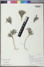 Astragalus jejunus image