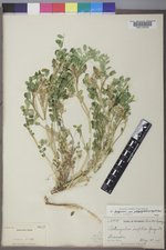 Astragalus lentiginosus var. chartaceus image