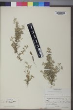 Astragalus kentrophyta image