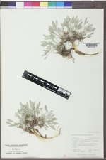 Astragalus gilviflorus var. gilviflorus image