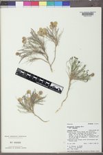 Astragalus jejunus var. jejunus image