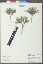 Astragalus jejunus var. jejunus image