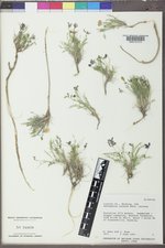 Astragalus jejunus image