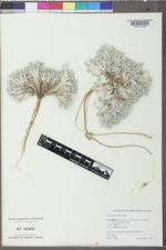 Astragalus hyalinus image
