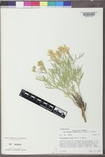 Astragalus grayi image