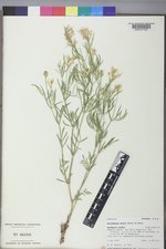 Astragalus grayi image