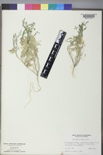 Astragalus geyeri var. geyeri image