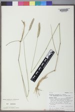 Agropyron cristatum subsp. desertorum image