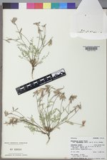 Astragalus miser var. decumbens image