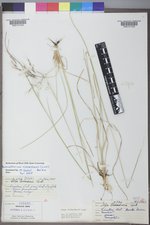 Achnatherum richardsonii image